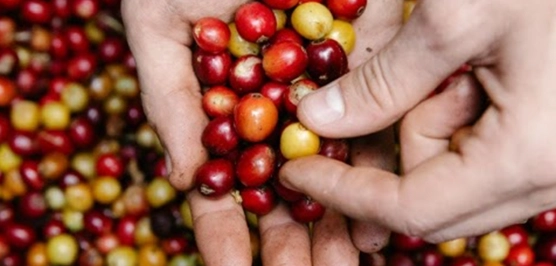 Proceso de Beneficiado