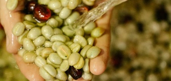 Selección Detallada